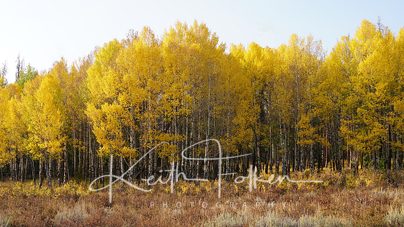 Grand Lake Aspens IMG_9893