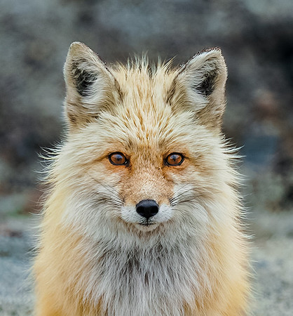 Colorado Fox