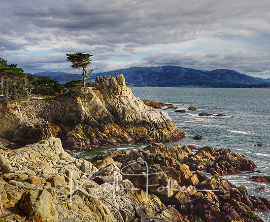 Lone Cypress 2