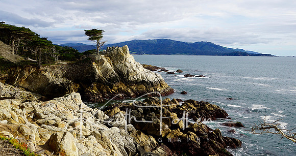 Lone Cypress 3