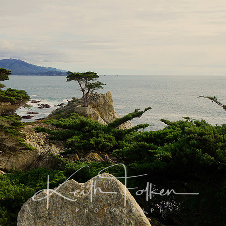 Lone Cypress