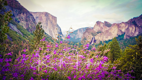 Yosemite Valley, Flowers