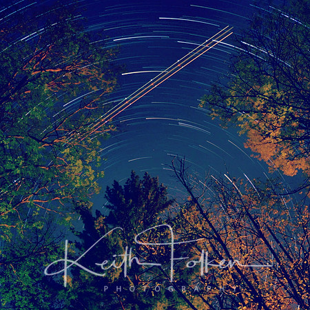 Star Trails above the Trees