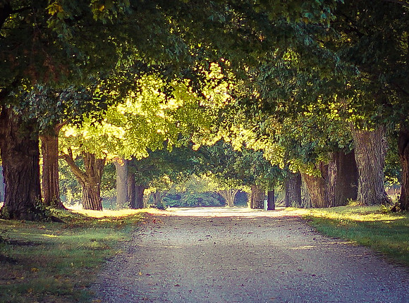 Before the Leaves Change