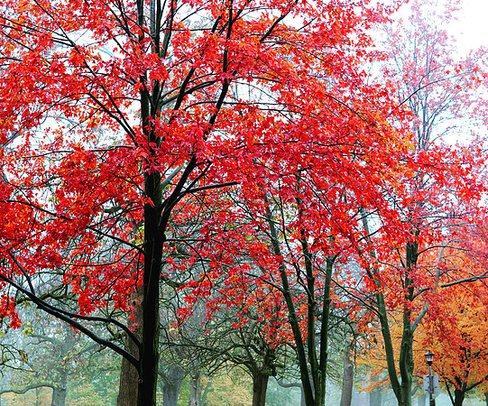 Laura Bradley Park Fall 2017