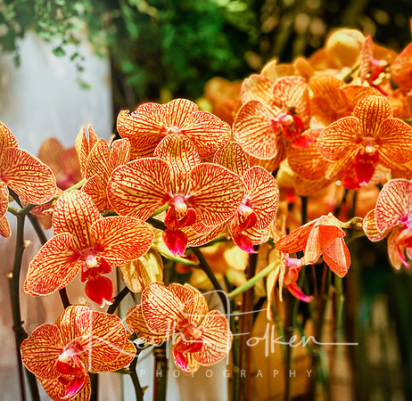 Flowers at the Venetian