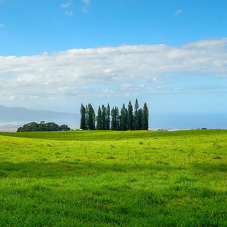 Grove of Pine Trees in Hawaii