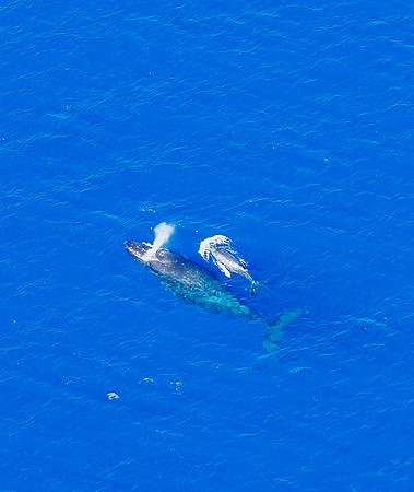 Whale Migration - Aerial Photography, Hawaii, Maui