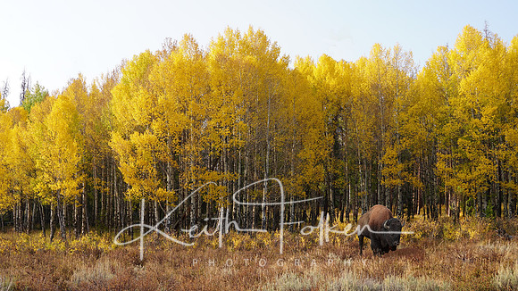 Grand Lake Aspens IMG_9893-Edit