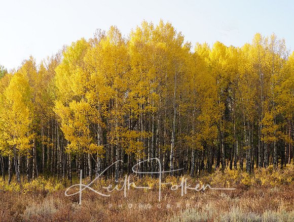 Grand Lake Aspens IMG_9893-2